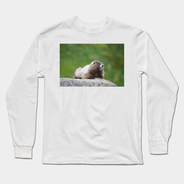 Hoary marmot (Marmota caligata) Long Sleeve T-Shirt by SDym Photography